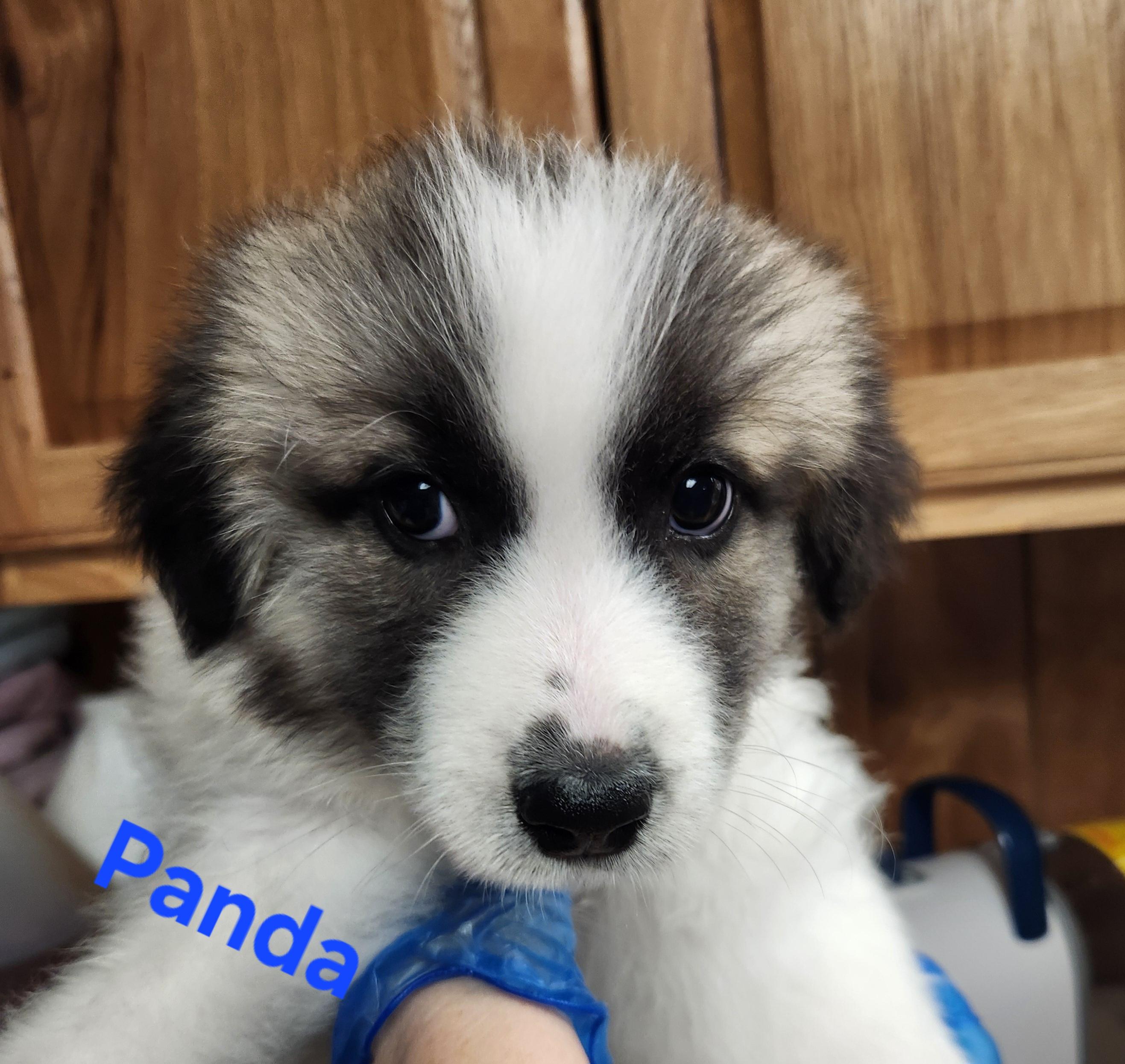 Panda, a Adoptable Great Pyrenees in North Augusta, SC image 1/2
