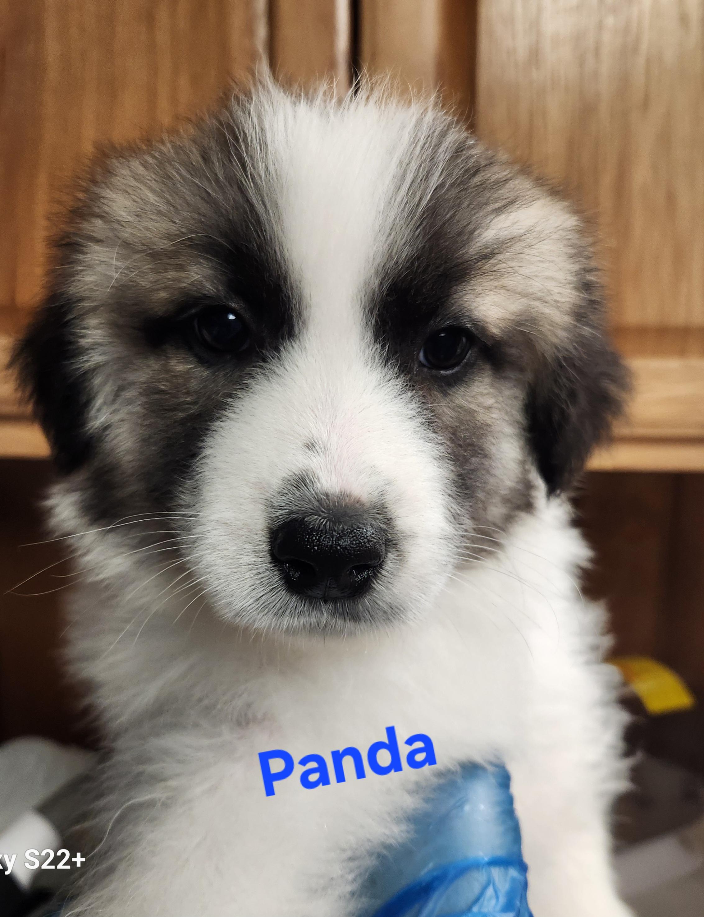 Panda, a Adoptable Great Pyrenees in North Augusta, SC image 2/2