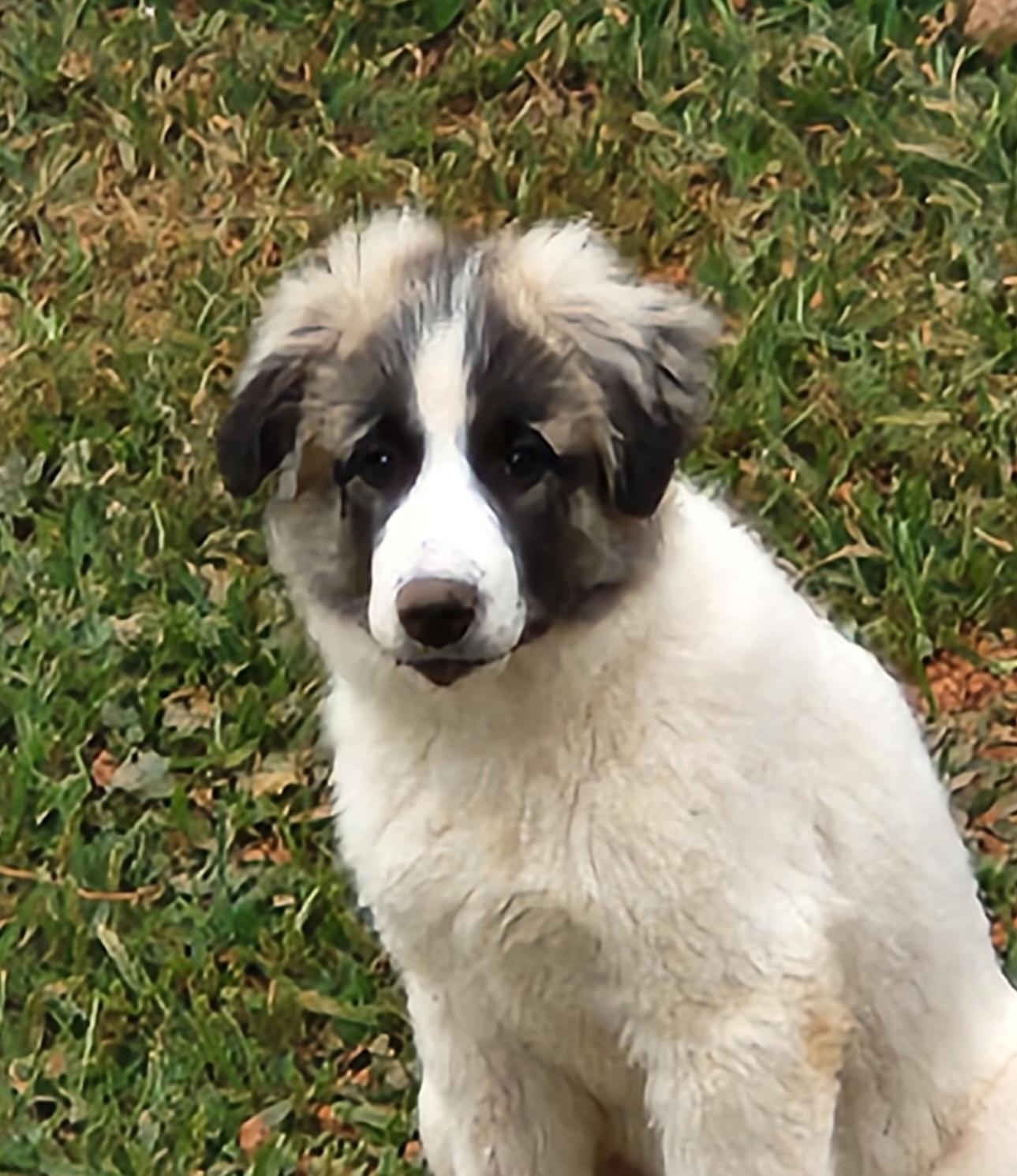 Enlarge Panda, a Adoptable Great Pyrenees in North Augusta, SC image 2/3