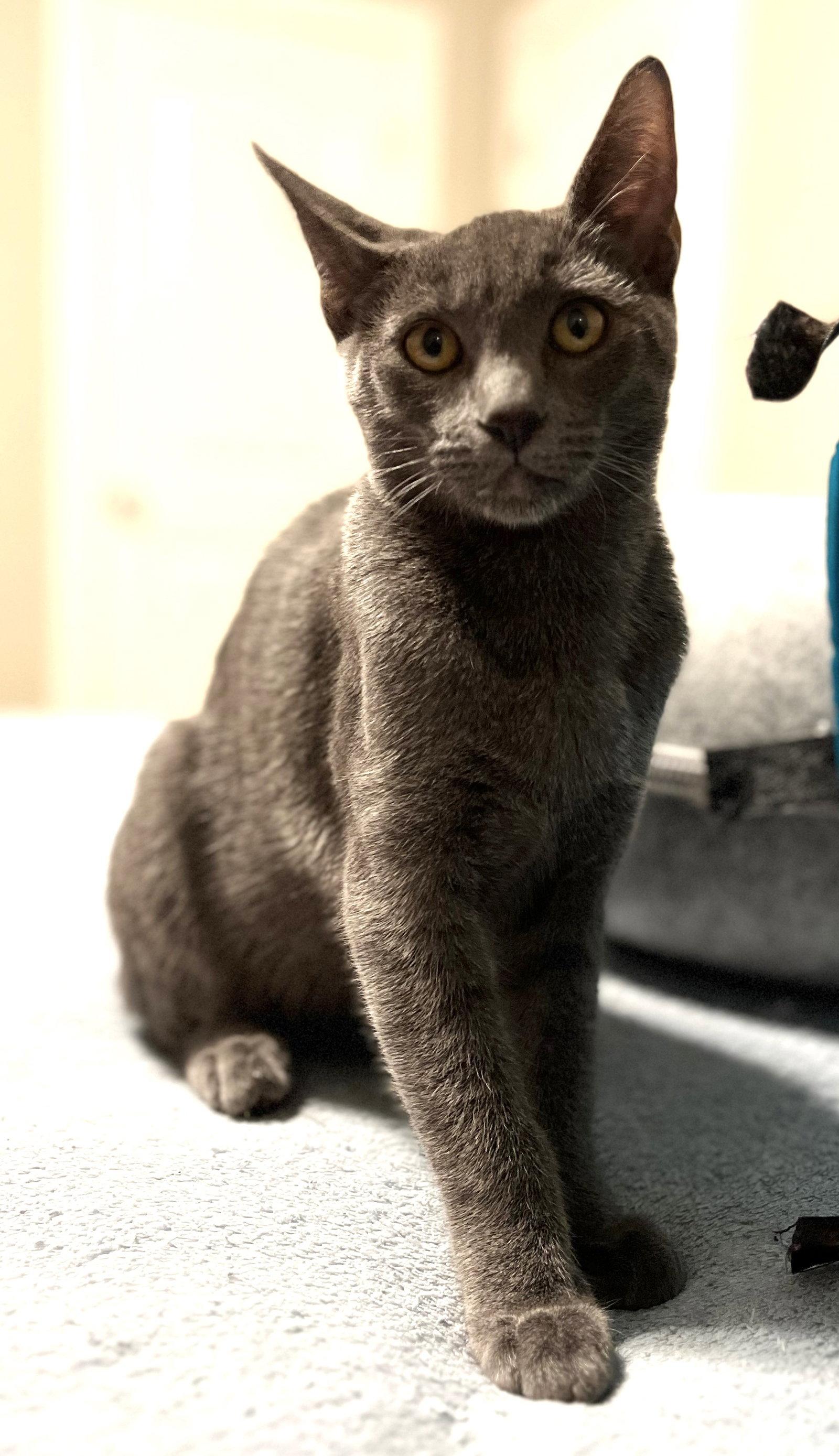 Atreyu, Adopted, Kitten Male Domestic Short Hair & Russian Blue.