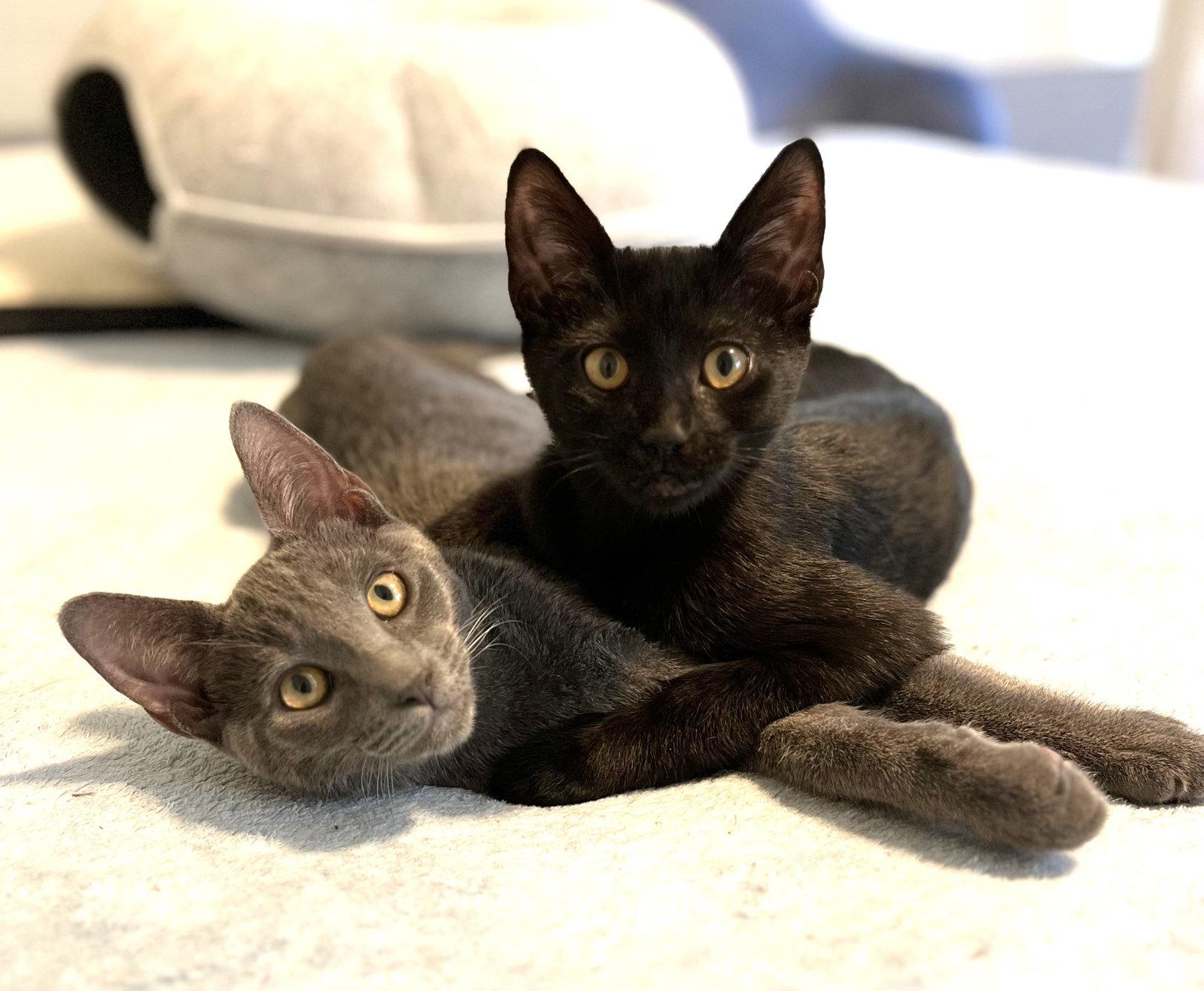 Atreyu, a Adopted mixed breed in Walnut Creek, CA image 2/3