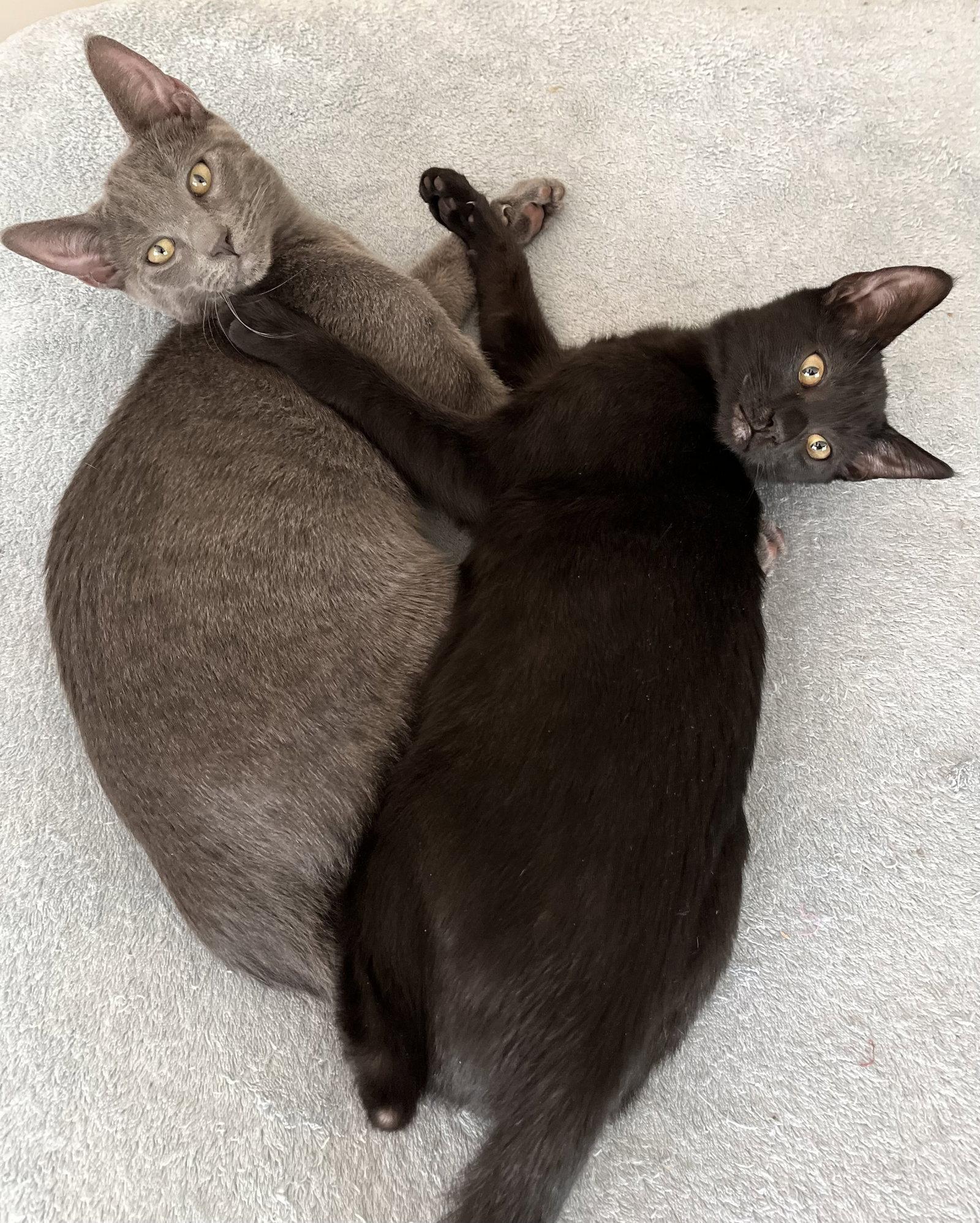 Atreyu, a Adopted mixed breed in Walnut Creek, CA image 3/3