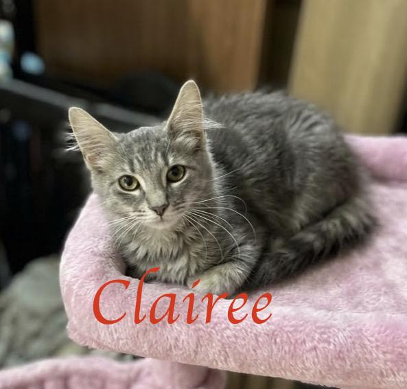 Enlarge Clairee...classic elegance on four soft paws, a Adoptable mixed breed in Murfreesboro, TN image 1/4