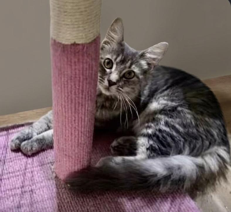 Clairee...classic elegance on four soft paws, Adoptable, Kitten Female Domestic Medium Hair & Tabby.