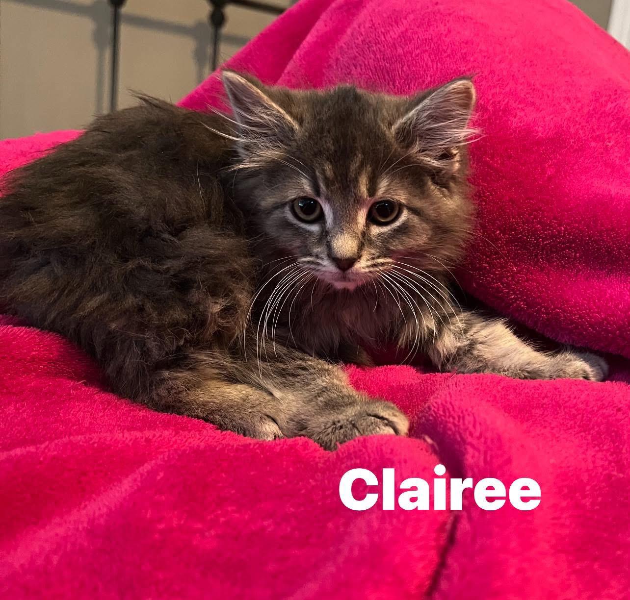 Enlarge Clairee...classic elegance on four soft paws, a Adoptable mixed breed in Murfreesboro, TN image 2/4