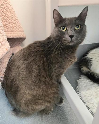 Countess Pecan Puff, Adoptable, Adult Female Domestic Medium Hair & Domestic Short Hair.