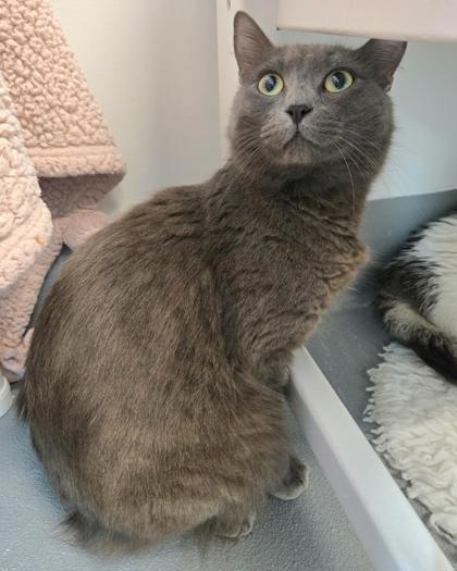 Enlarge Countess Pecan Puff, a Adoptable mixed breed in Saint Petersburg, FL image 2/2