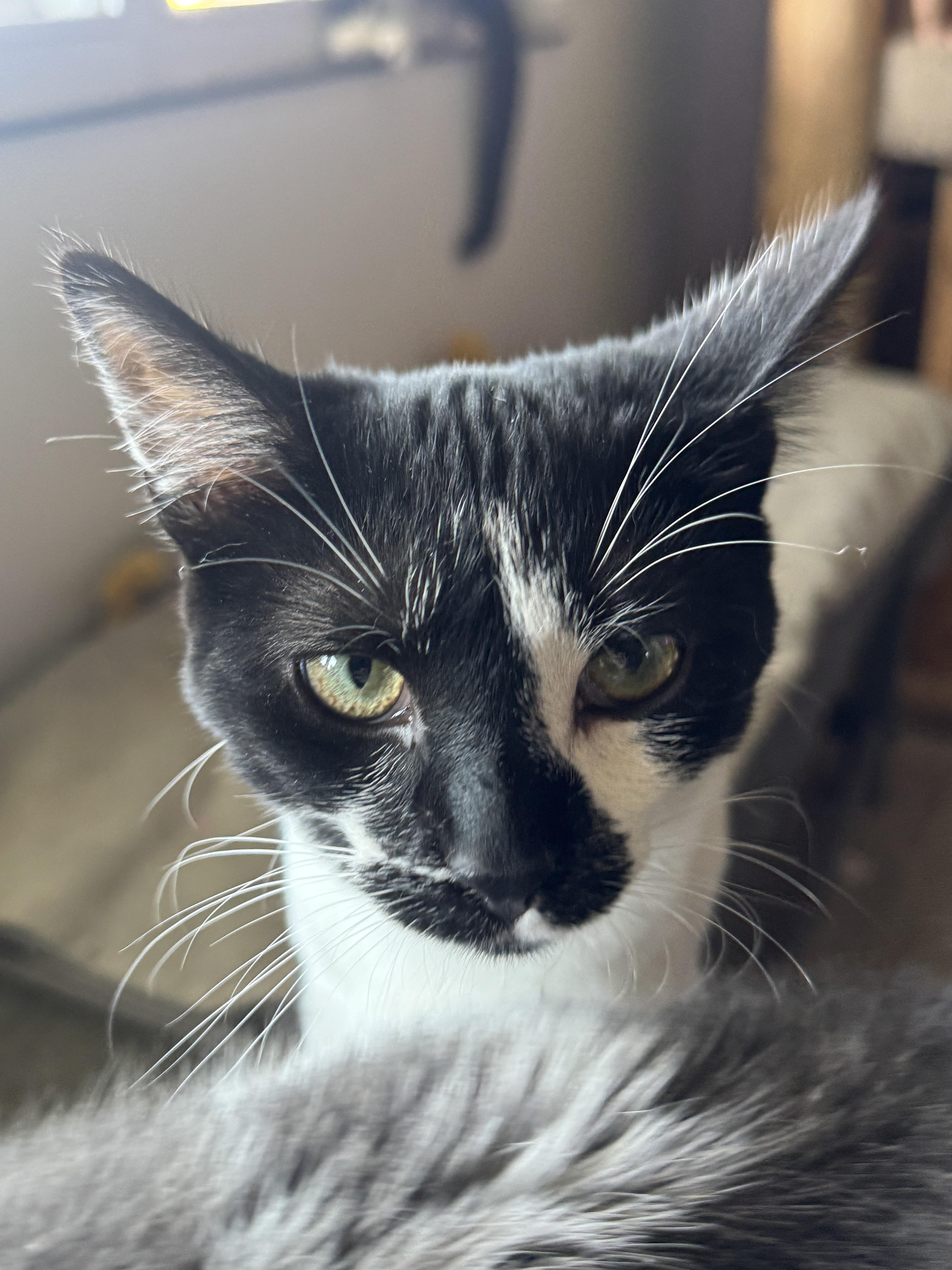 Enlarge Scarlet, a ADOPTABLE mixed breed in Massillon, OH image 2/3