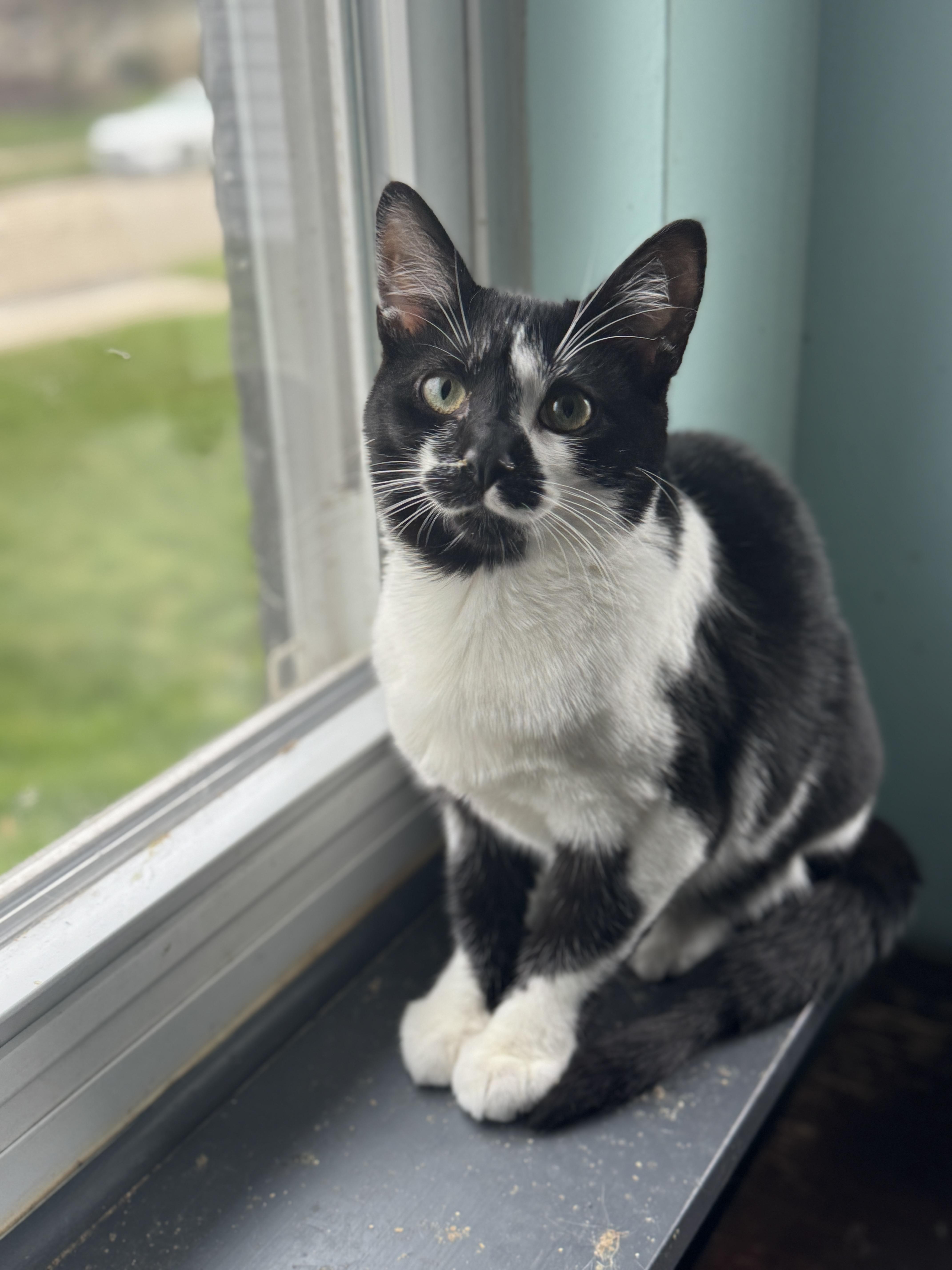 Enlarge Scarlet, a ADOPTABLE mixed breed in Massillon, OH image 3/3