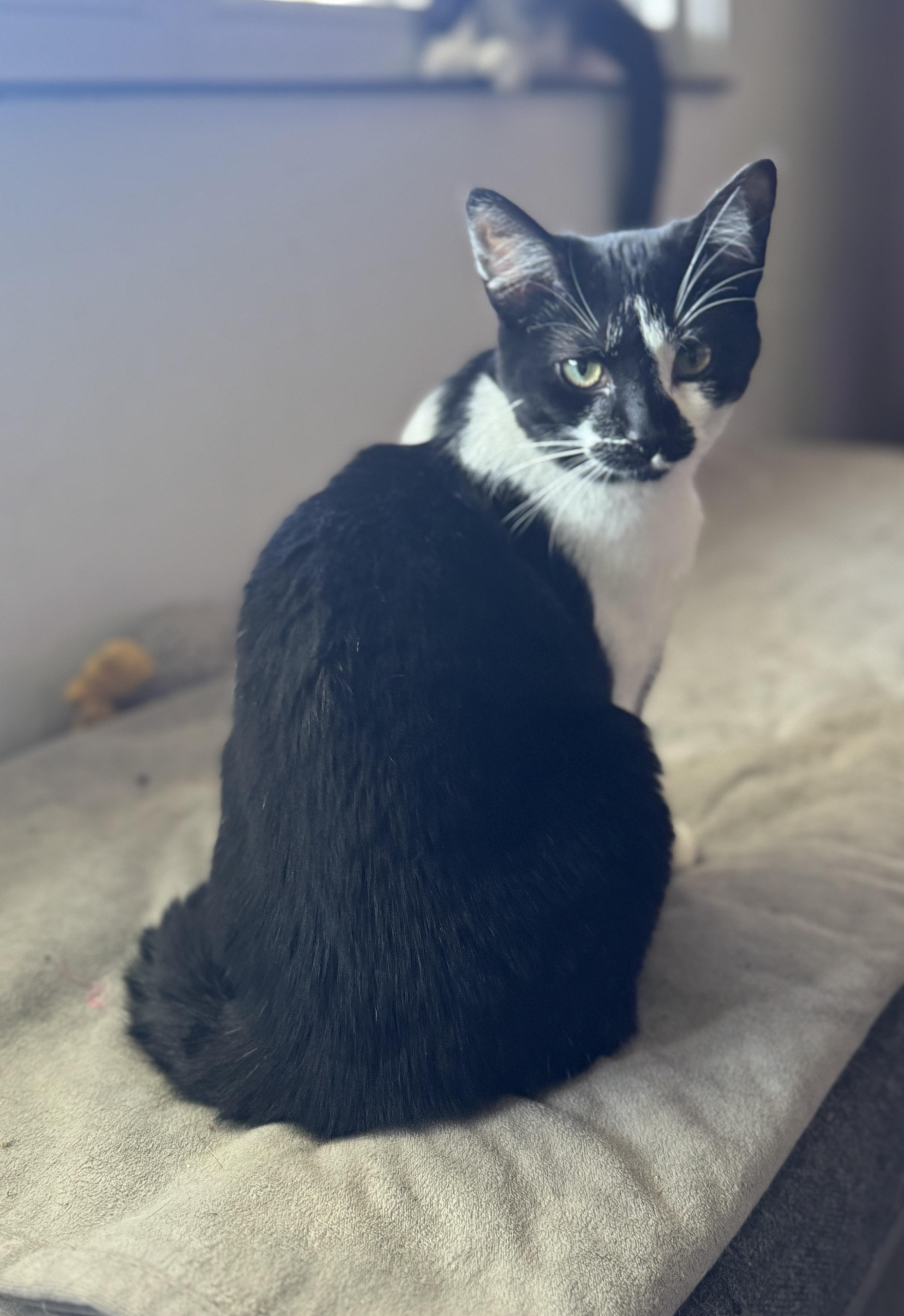 Scarlet, ADOPTABLE, Kitten Female American Shorthair.