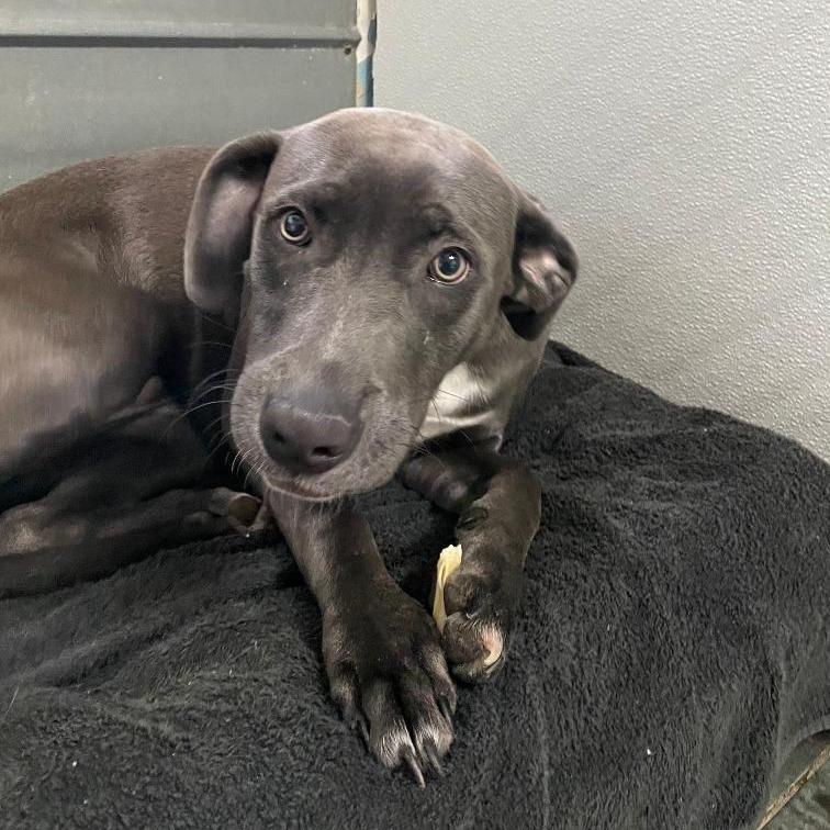 Enlarge Piper FKA Wiggly, a Adoptable mixed breed in North Myrtle Beach, SC image 1/3