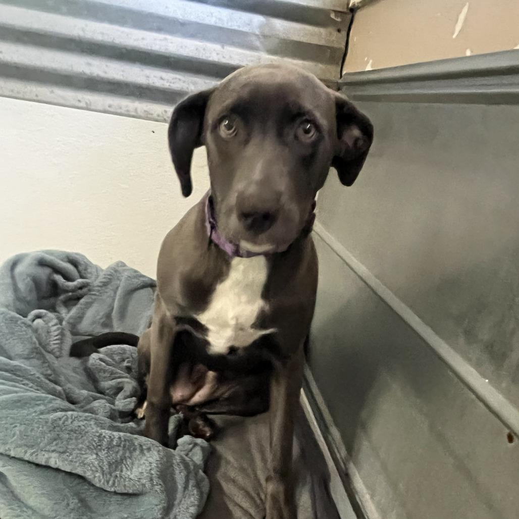 Enlarge Piper FKA Wiggly, a Adoptable mixed breed in North Myrtle Beach, SC image 3/3