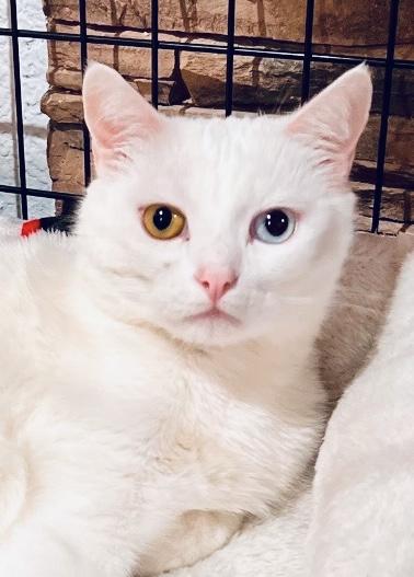 Luca, Adult Male Turkish Angora