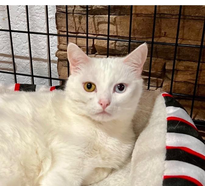 Enlarge Luca, a Adoptable Turkish Angora in Pomona, CA image 3/3