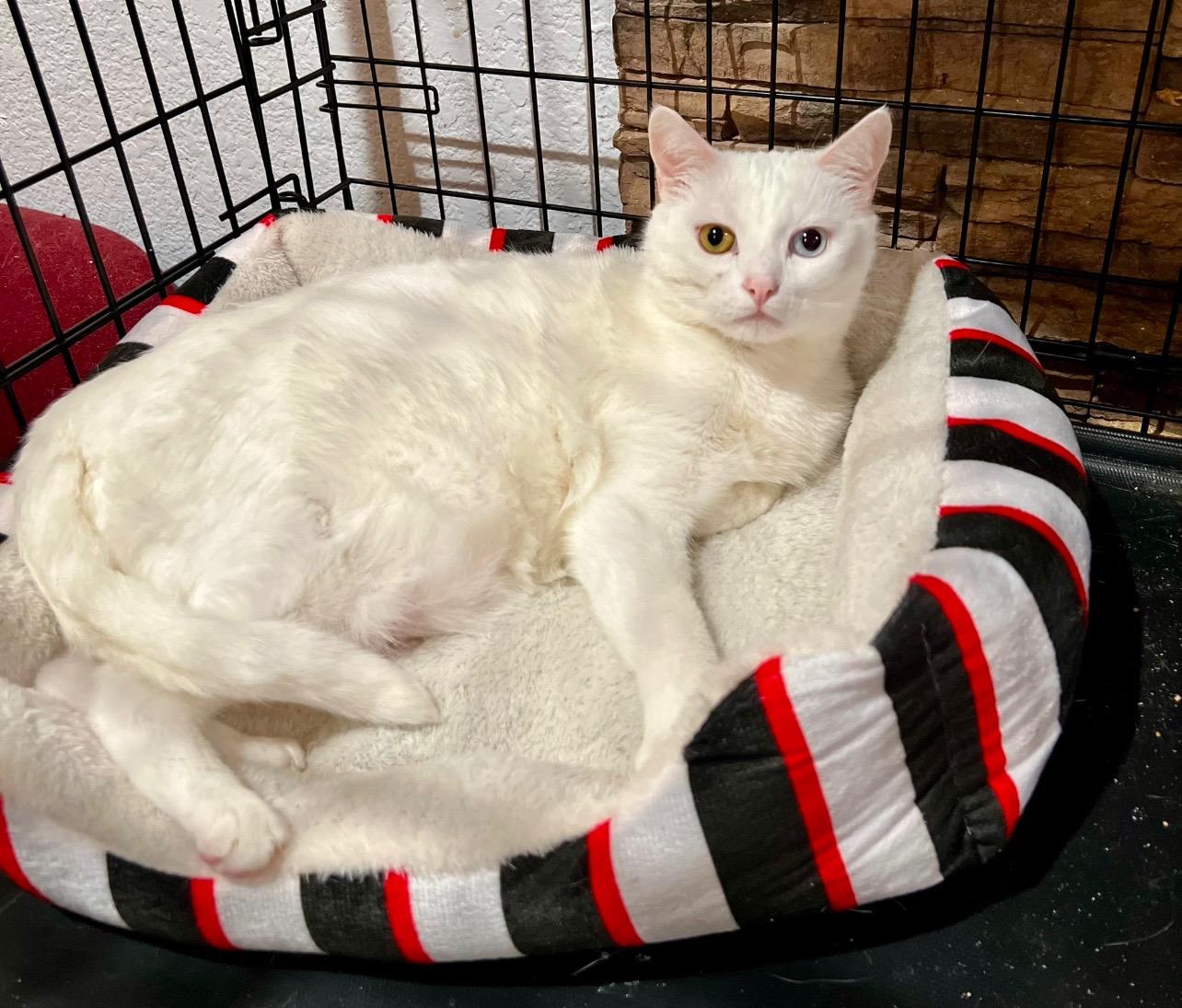 Enlarge Luca, a Adoptable Turkish Angora in Pomona, CA image 2/3