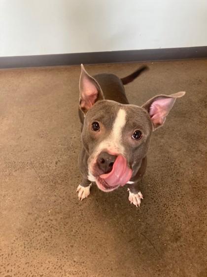 Enlarge Rocky Dewayne, a Adoptable mixed breed in Mishawaka, IN image 4/4