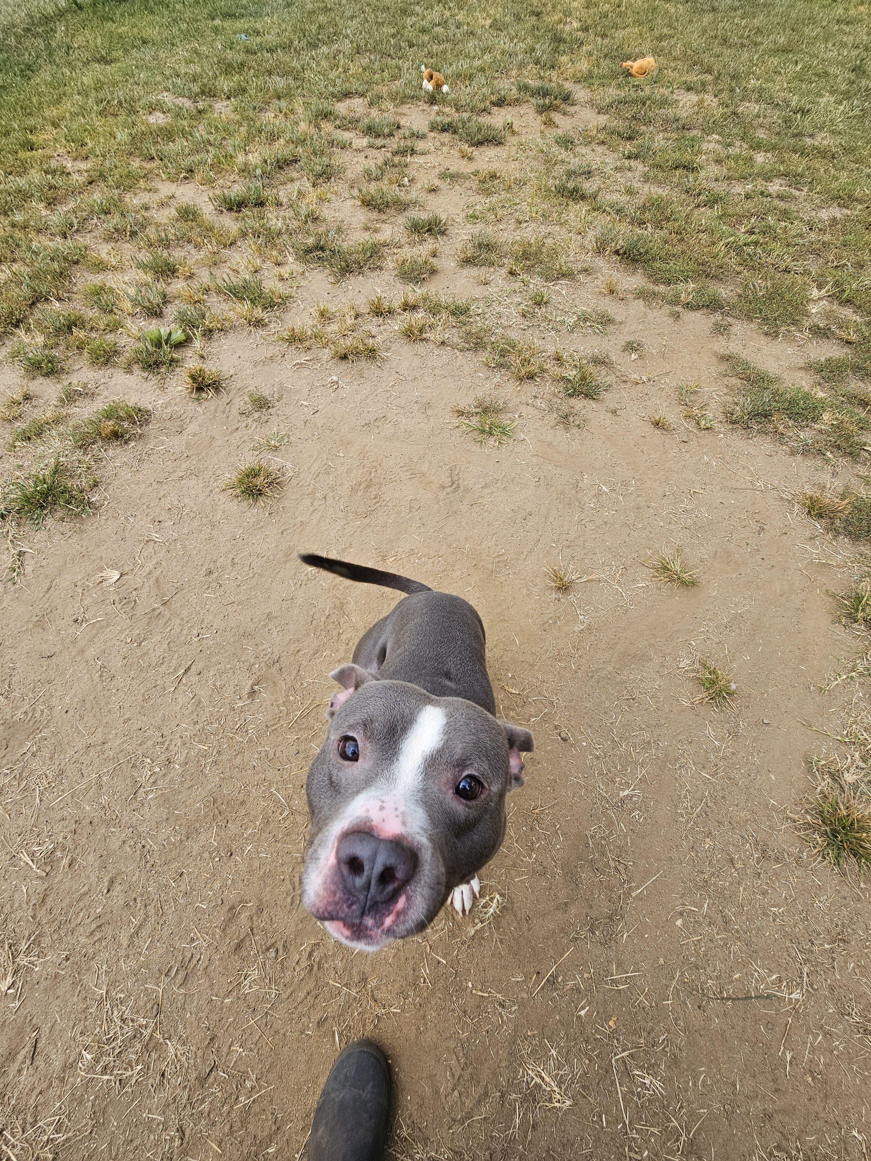 Enlarge Rocky Dewayne, a Adoptable mixed breed in Mishawaka, IN image 3/4
