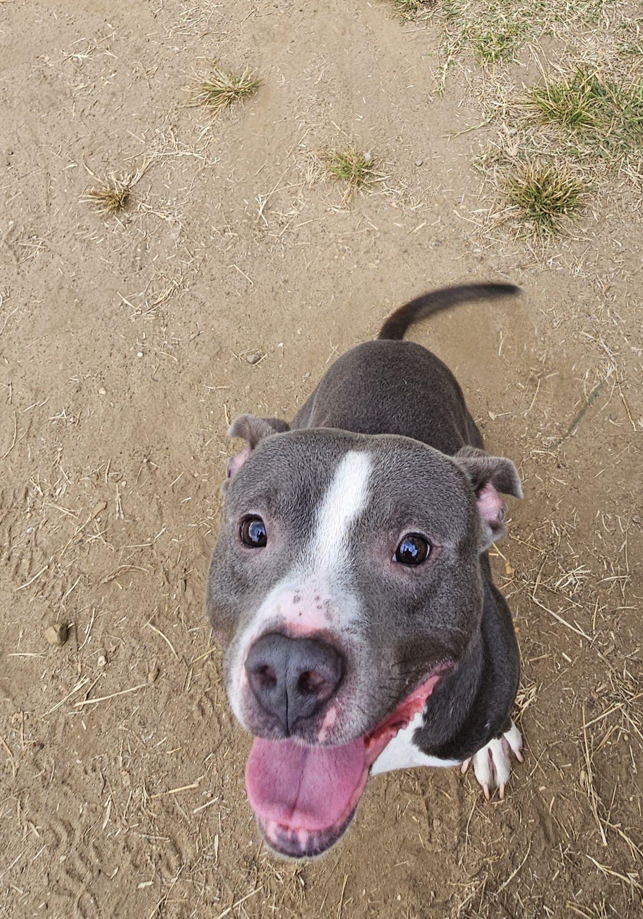 Rocky Dewayne, Adoptable, Adult Male Mixed Breed.