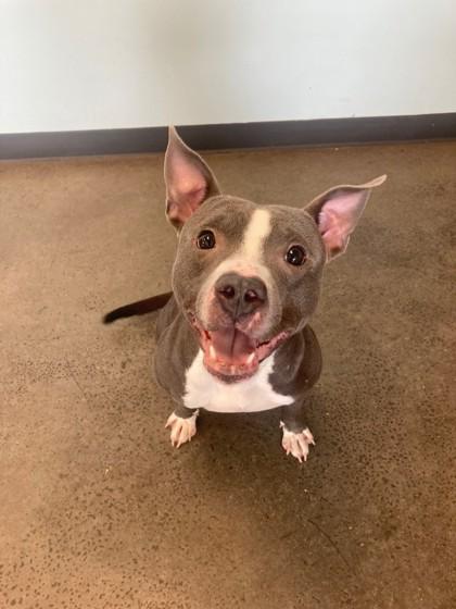 Enlarge Rocky Dewayne, a Adoptable mixed breed in Mishawaka, IN image 2/4