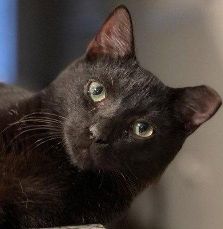 Captain Ozzy, a Adoptable mixed breed in Naples, FL image 1/3
