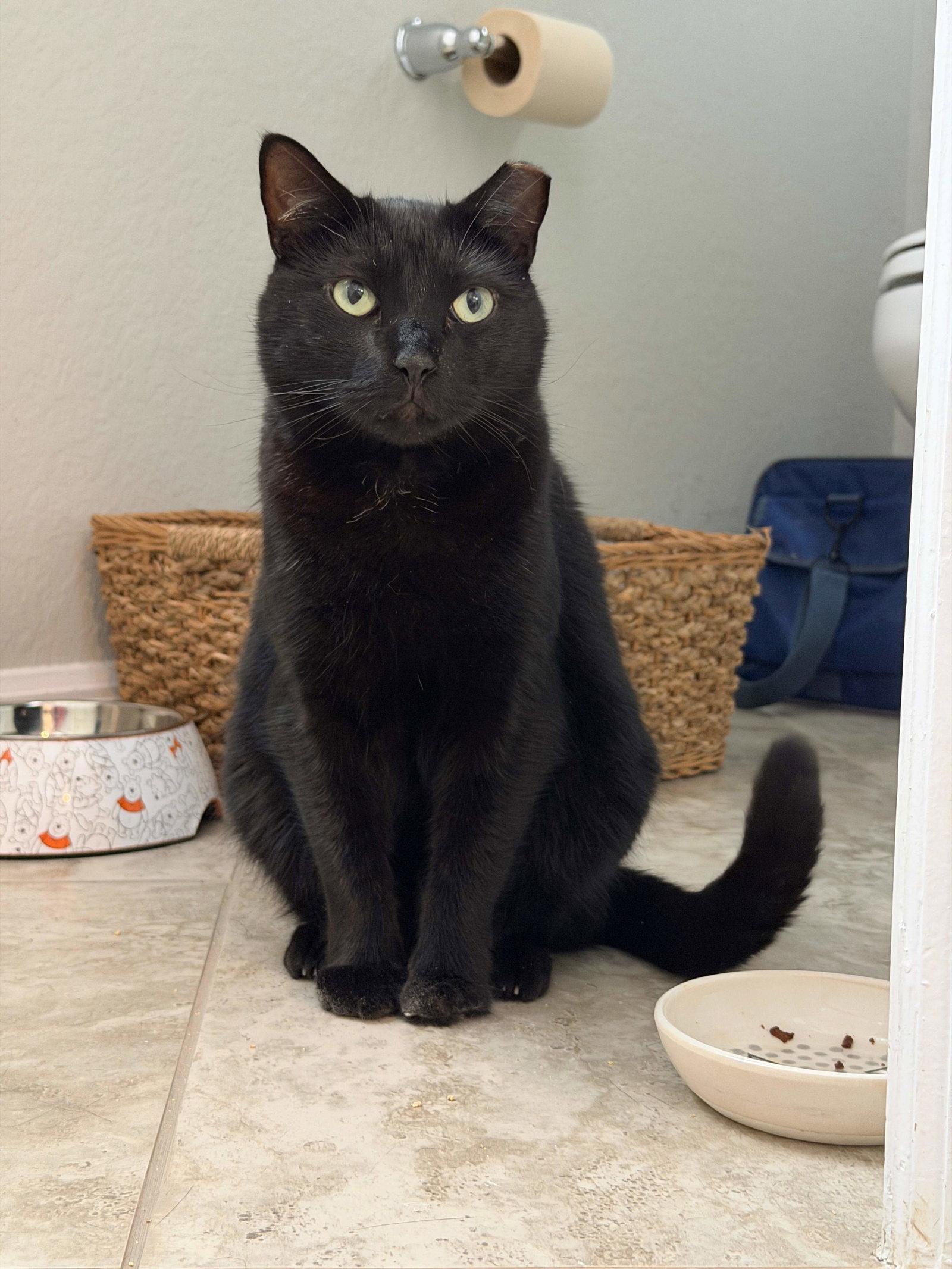 Captain Ozzy, a Adoptable mixed breed in Naples, FL image 3/3