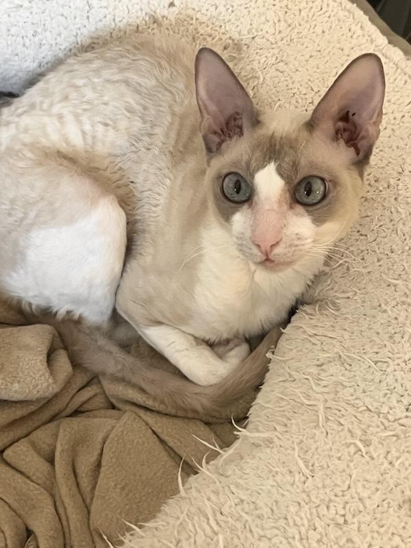 VALLEY, adopted, Young Female Cornish Rex.