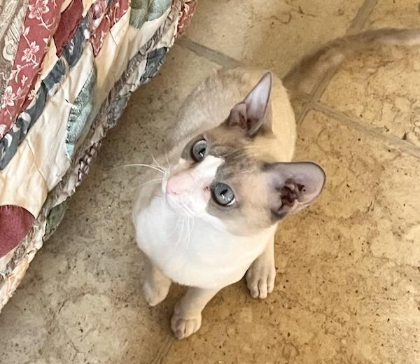 Enlarge VALLEY, an adopted Cornish Rex in OshKosh, WI image 2/4