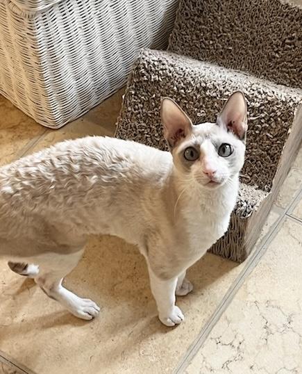 Enlarge VALLEY, an adopted Cornish Rex in OshKosh, WI image 3/4