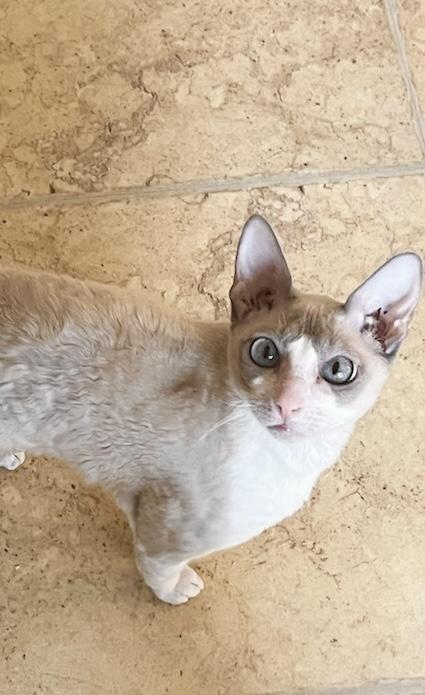 Enlarge VALLEY, an adopted Cornish Rex in OshKosh, WI image 4/4