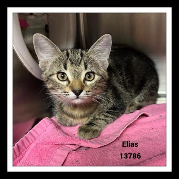 Elias (626), Adoptable, Young Male Domestic Short Hair.