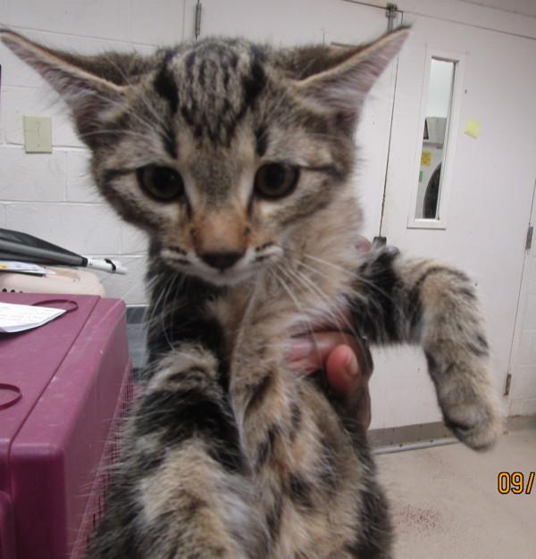 Elias (626), a Adoptable mixed breed in Marietta, GA image 2/2