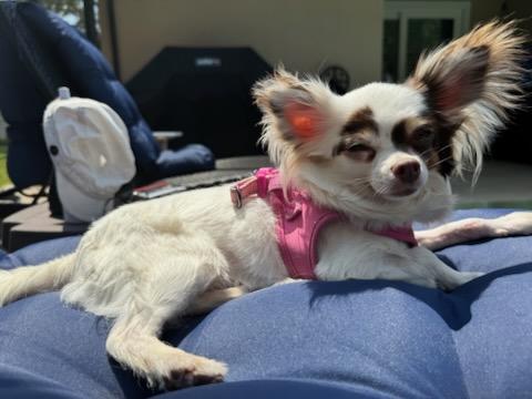 Enlarge Gracie's Life!!!, a ADOPTABLE Chihuahua in Fort Myers Beach, FL image 3/3