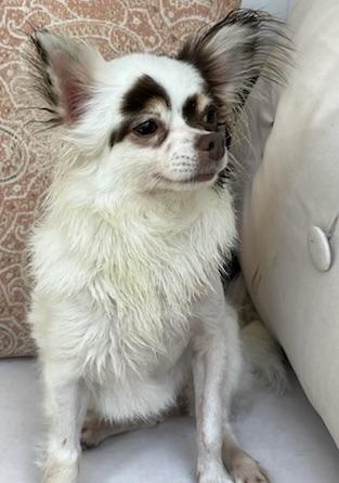Enlarge Gracie's Life!!!, a ADOPTABLE Chihuahua in Fort Myers Beach, FL image 2/3