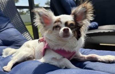 Gracie's Life!!!, ADOPTABLE, Adult Female Chihuahua.