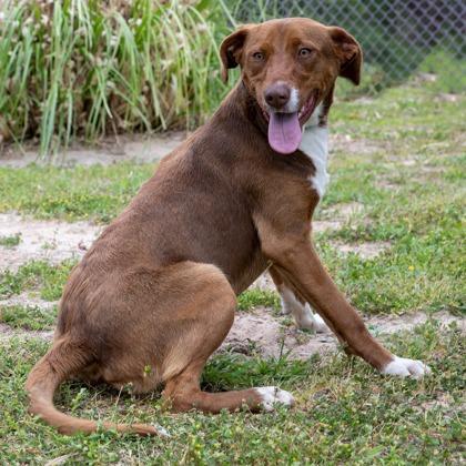 Reba, a Adoptable mixed breed in Tyler, TX image 1/3