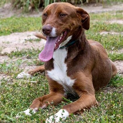 Reba, a Adoptable mixed breed in Tyler, TX image 2/3