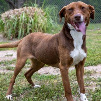 Reba, a Adoptable mixed breed in Tyler, TX image 3/3