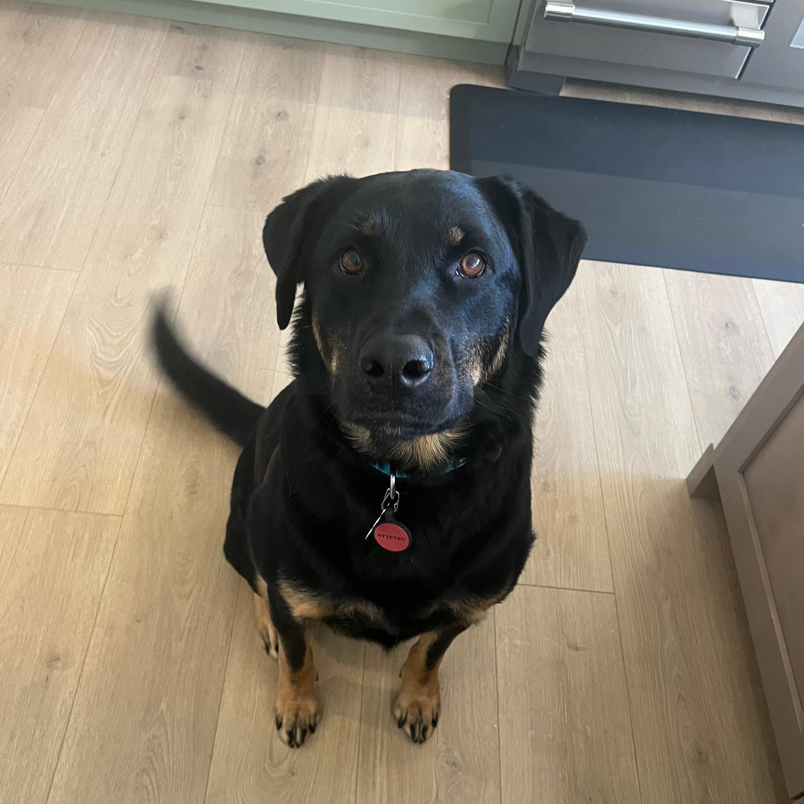 Rolo, a ADOPTABLE mixed breed in Boise, ID image 2/4