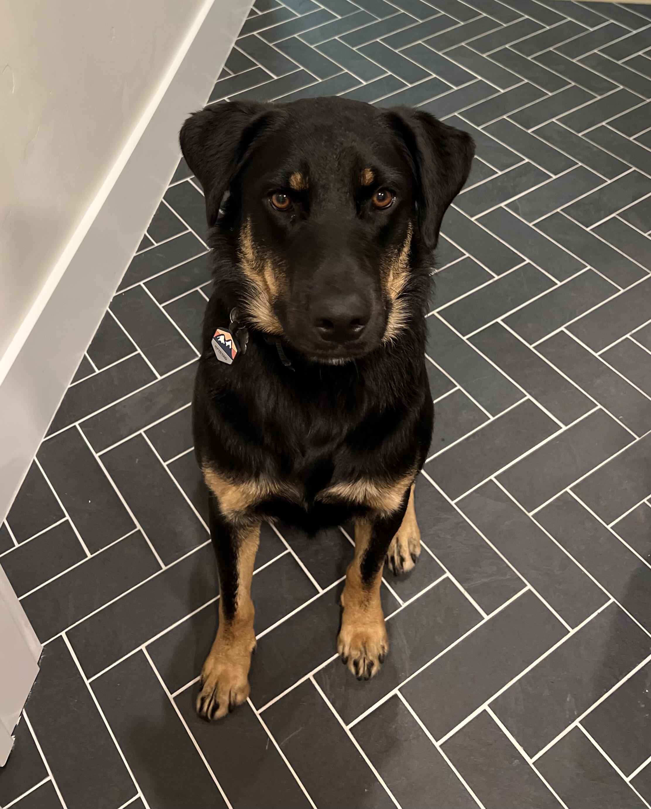 Rolo, a ADOPTABLE mixed breed in Boise, ID image 4/4