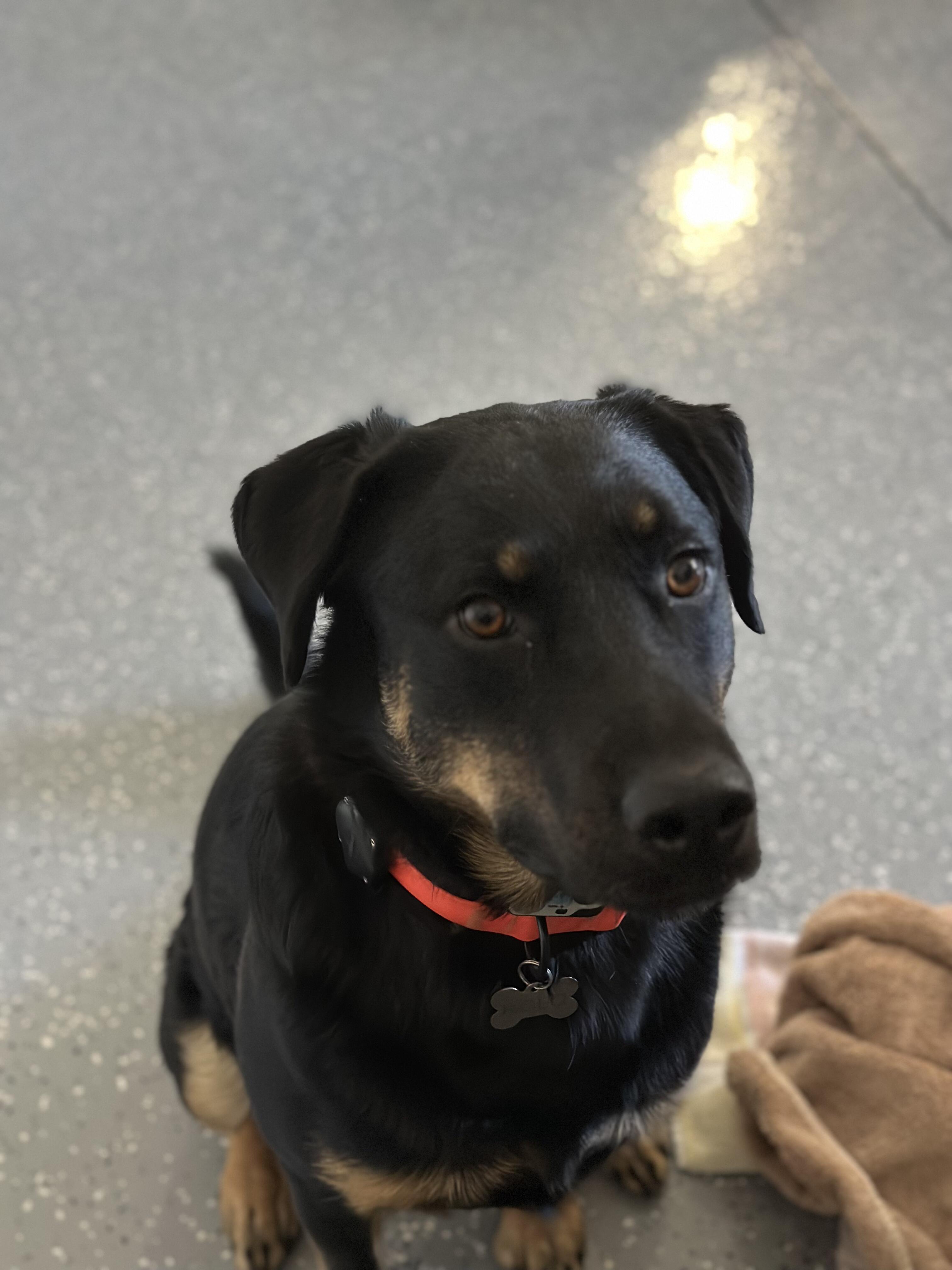 Rolo, a ADOPTABLE mixed breed in Boise, ID image 3/4