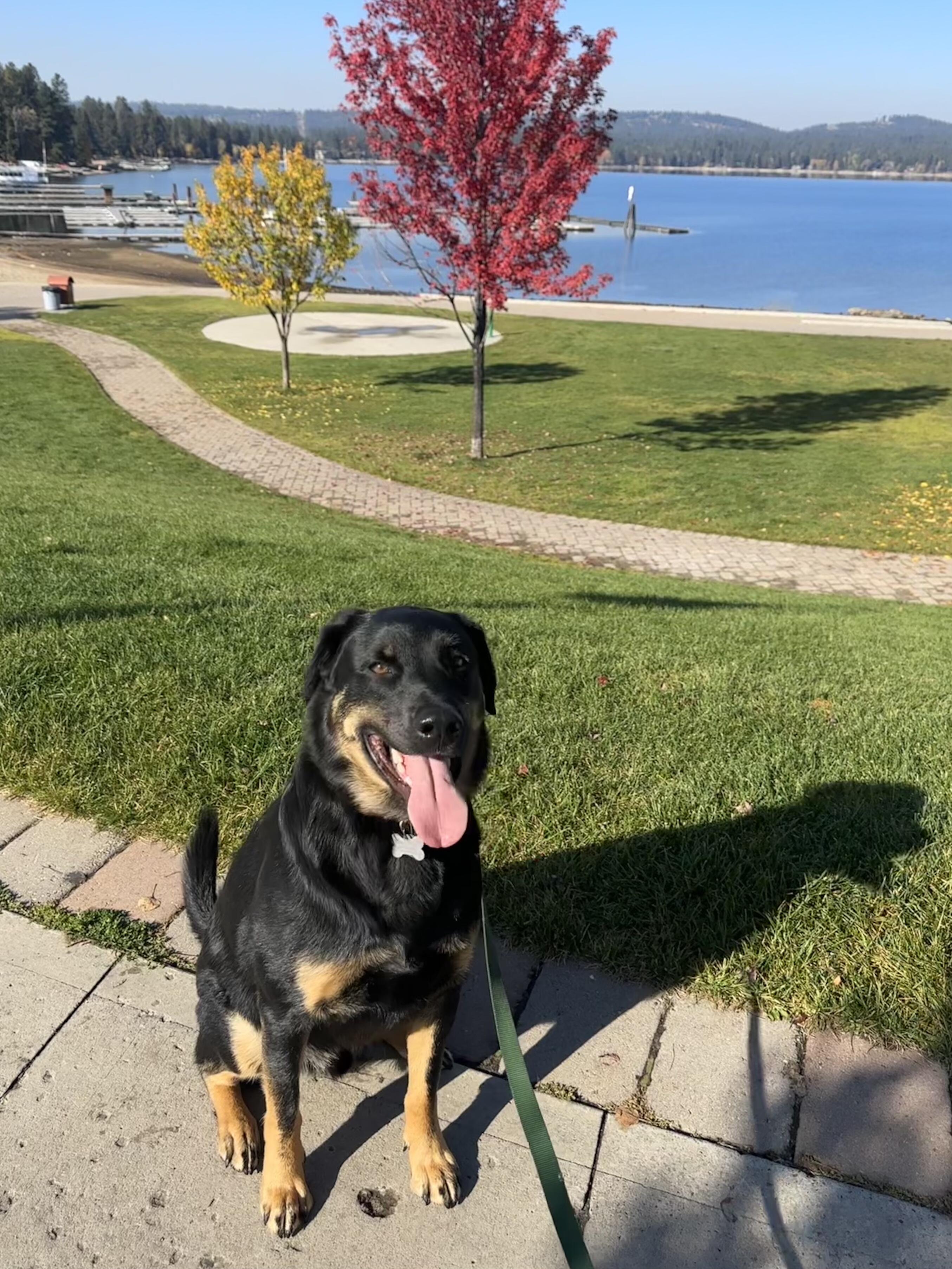 Rolo, a ADOPTABLE mixed breed in Boise, ID image 1/4