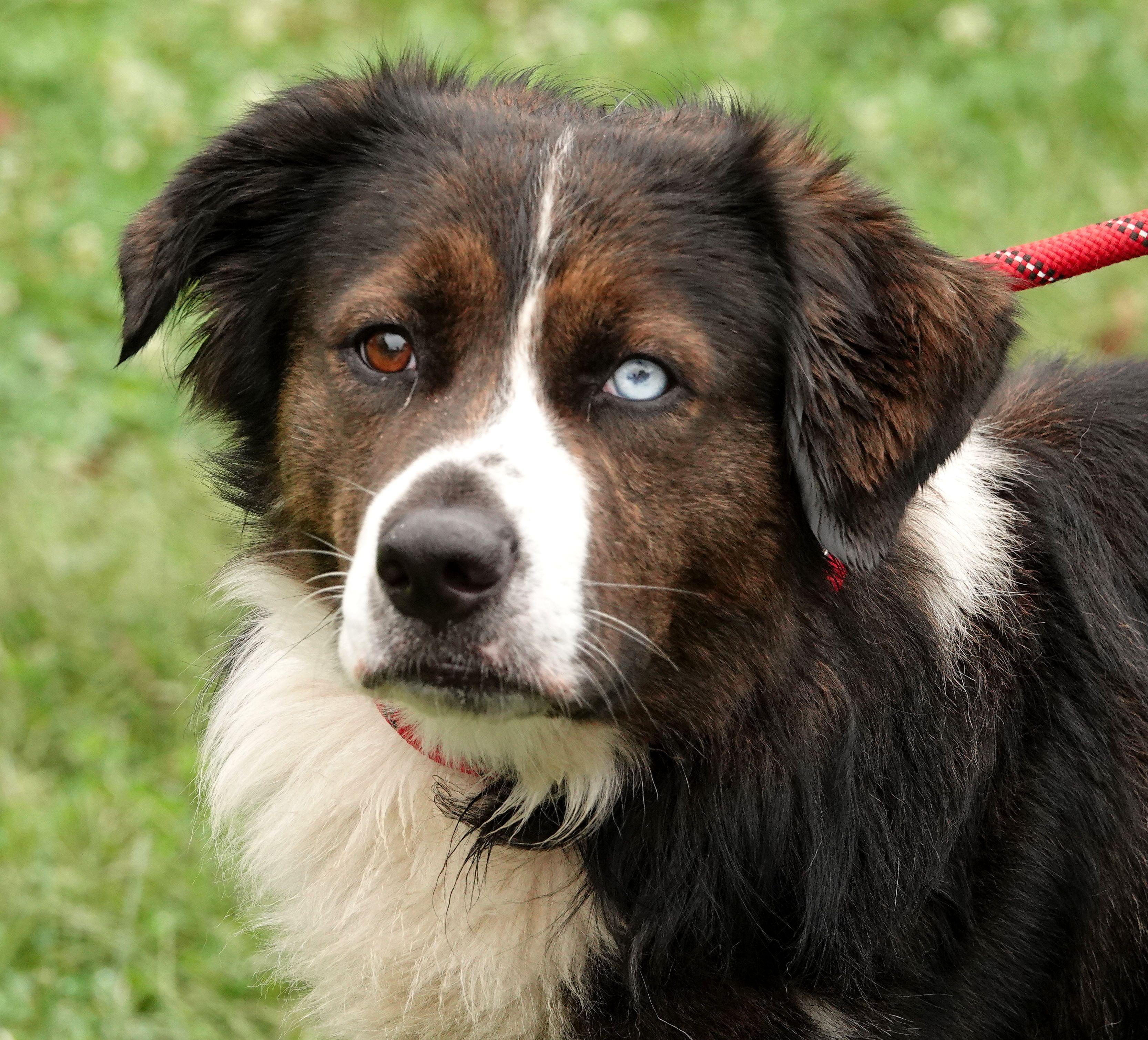 Enlarge Zeus, a Adoptable mixed breed in Millfield, OH image 1/3