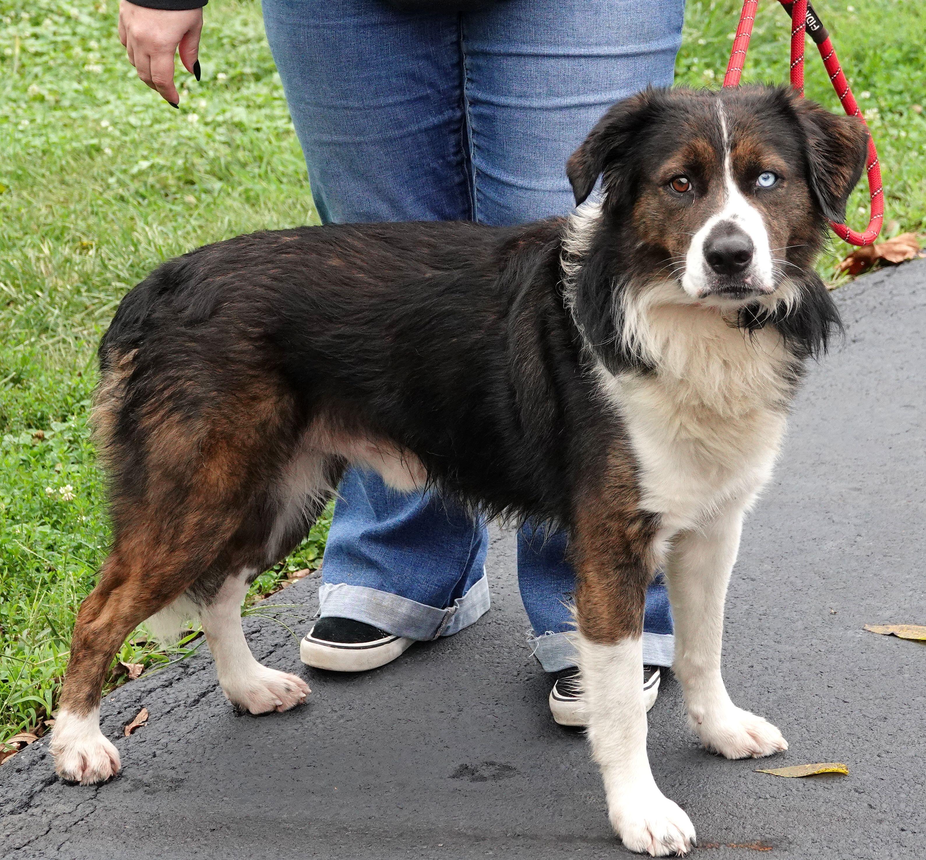 Enlarge Zeus, a Adoptable mixed breed in Millfield, OH image 2/3