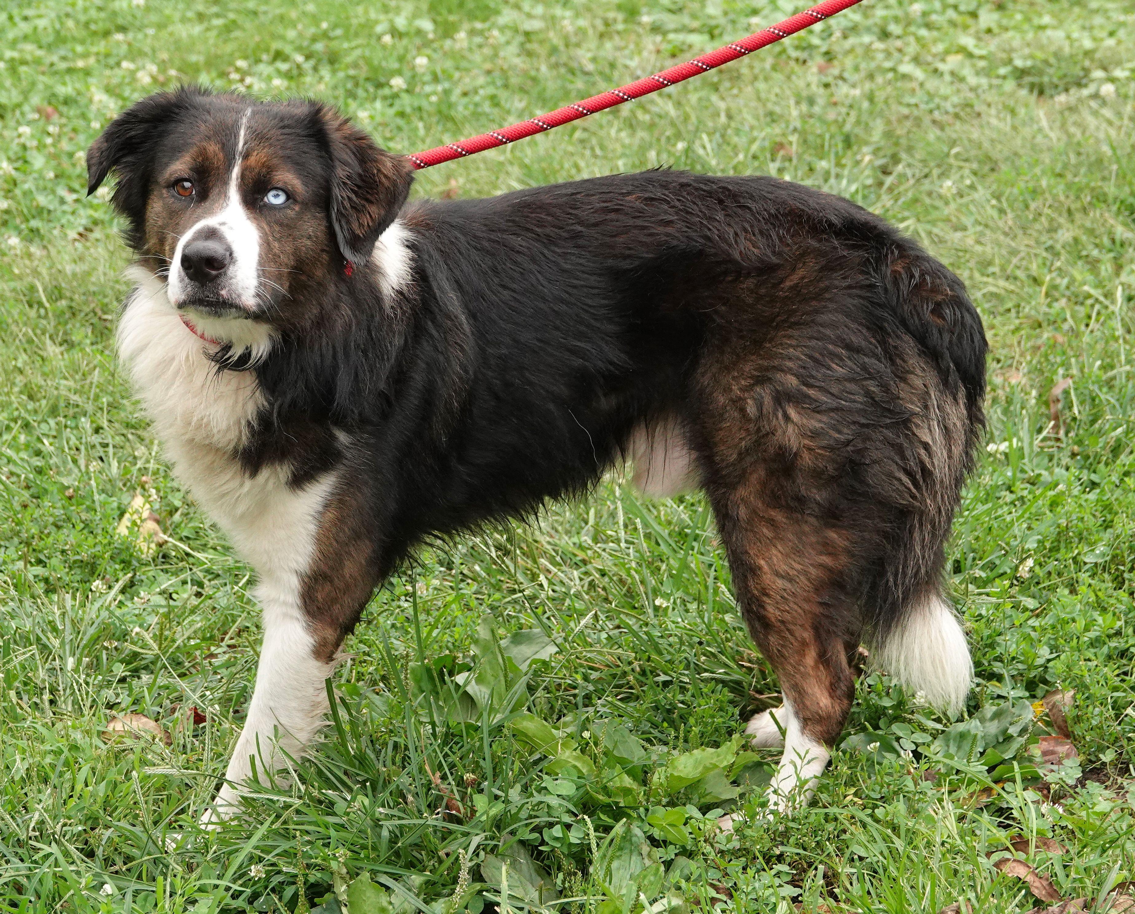 Enlarge Zeus, a Adoptable mixed breed in Millfield, OH image 3/3