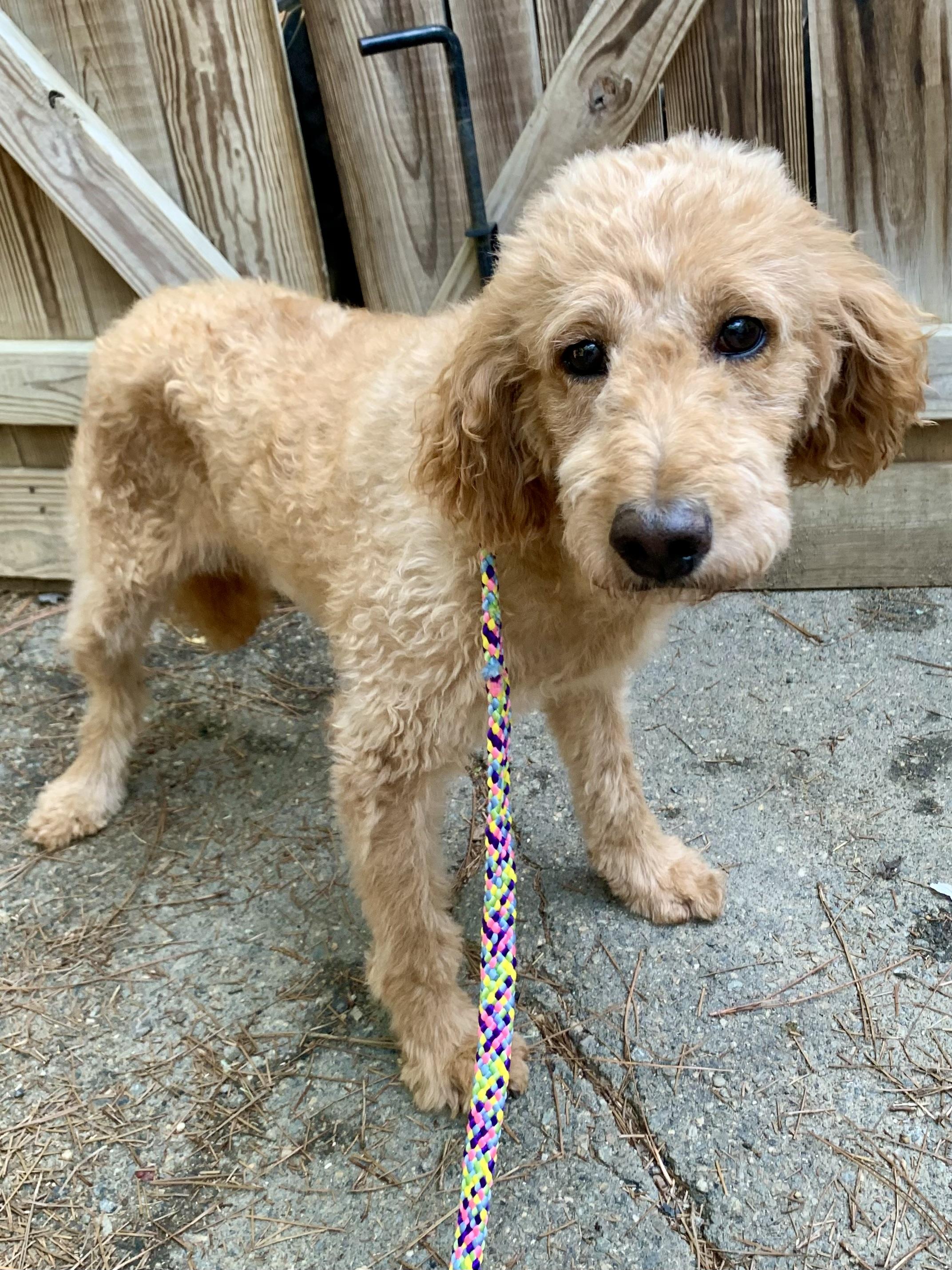 EAST, Adoptable, Adult Female Poodle.