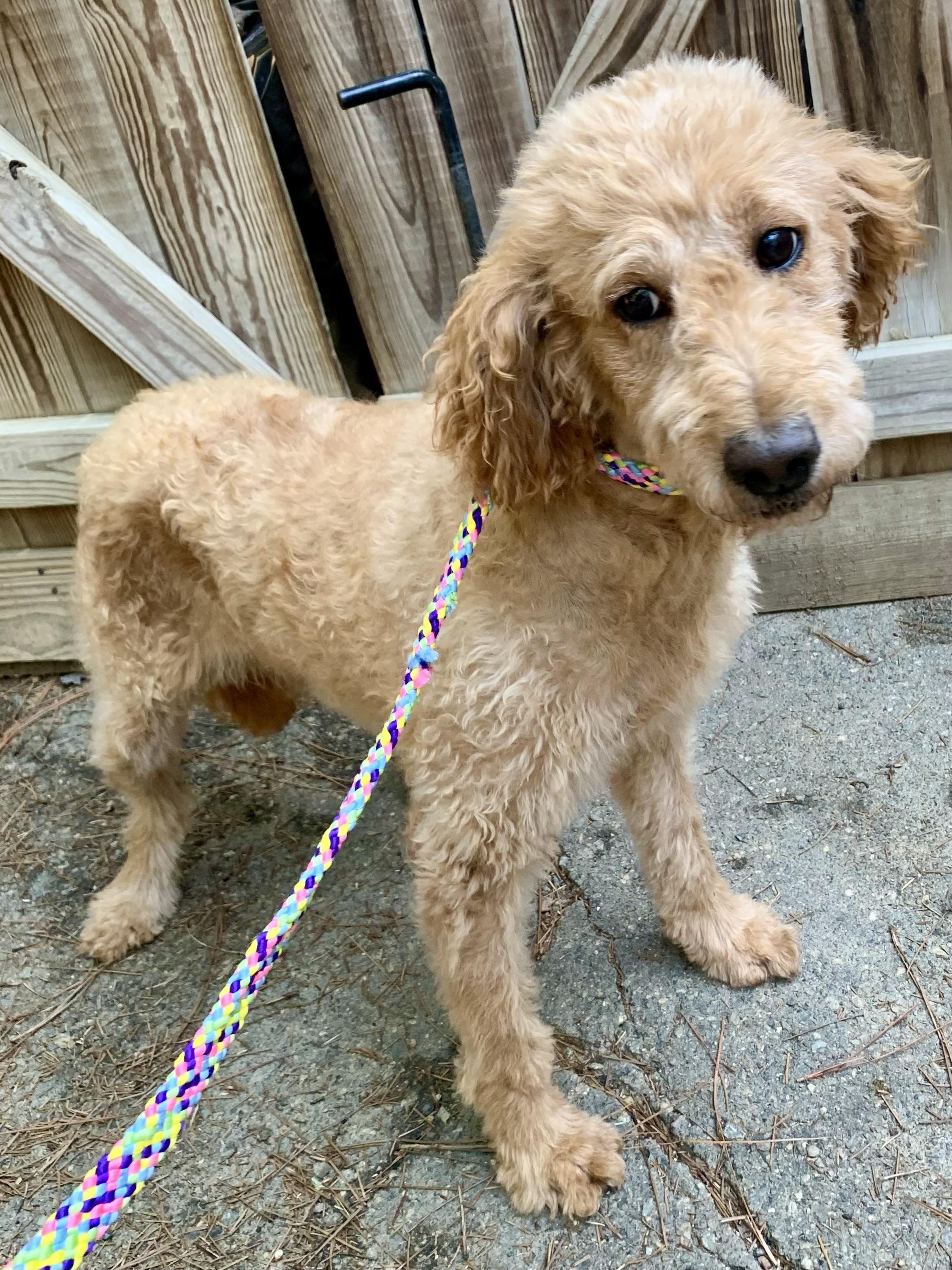 Enlarge EAST, a Adoptable mixed breed in Richmond, VA image 2/3