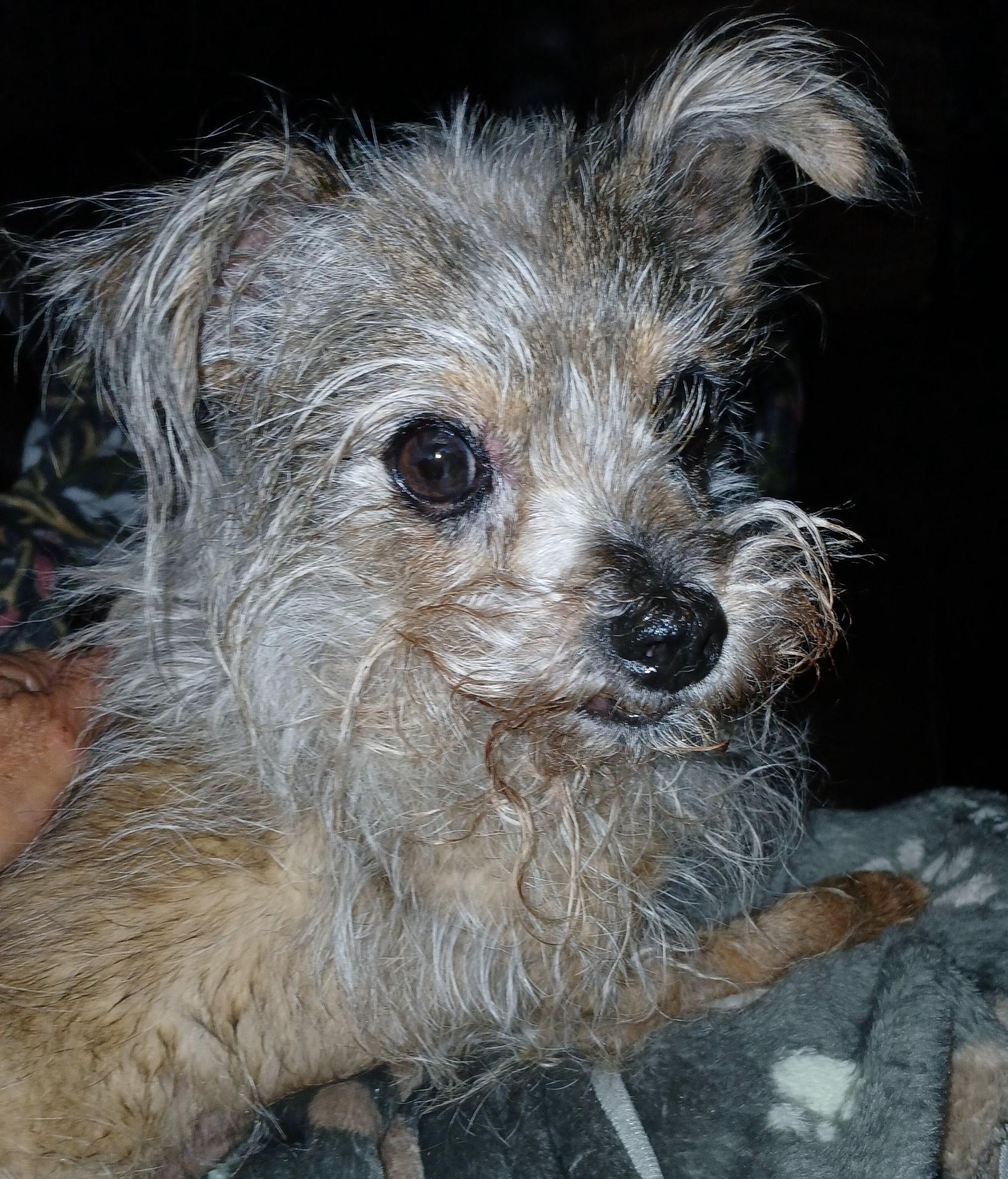 WINSTON, Senior Male Yorkshire Terrier