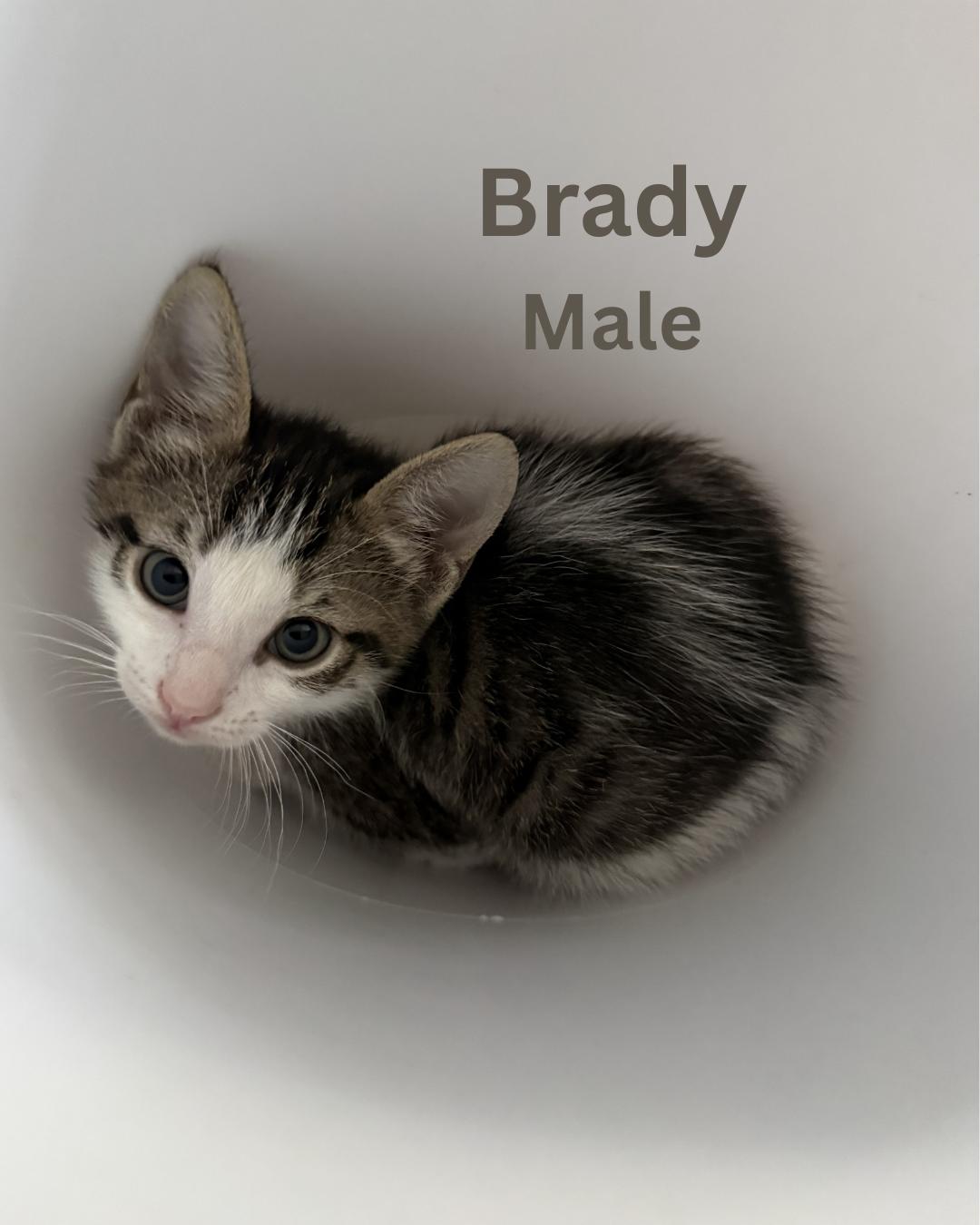 Brady, ADOPTABLE, Kitten Male Domestic Short Hair.