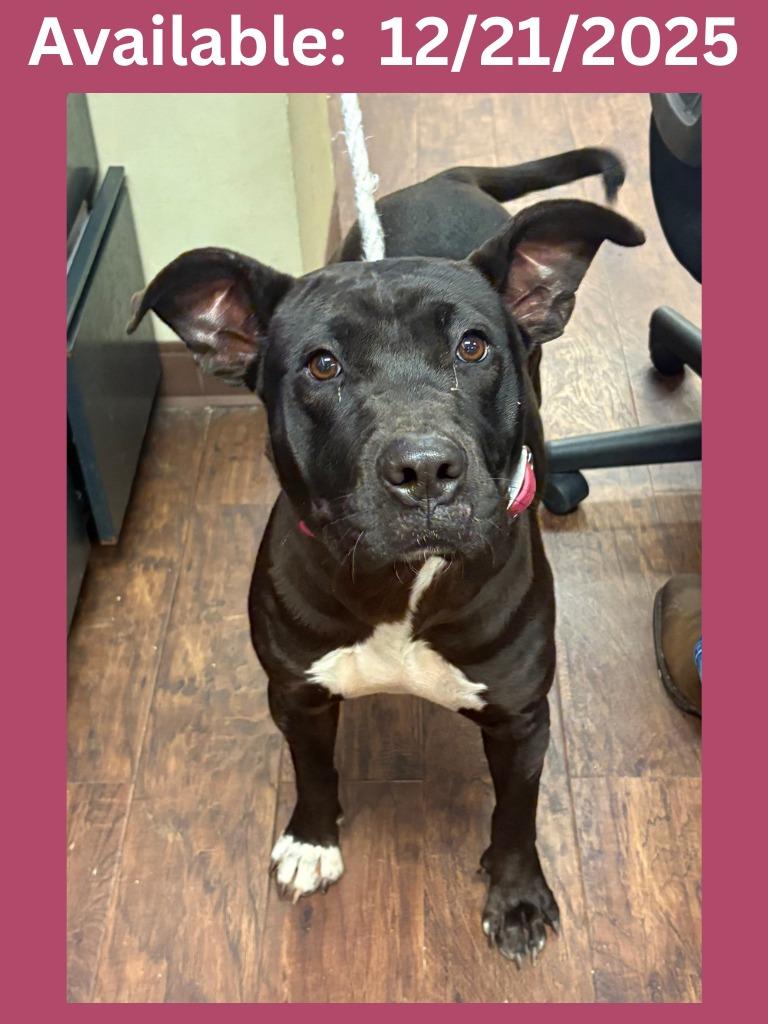 Dog Kennel #4, Adoptable, Adult Female Pit Bull Terrier & Mixed Breed.