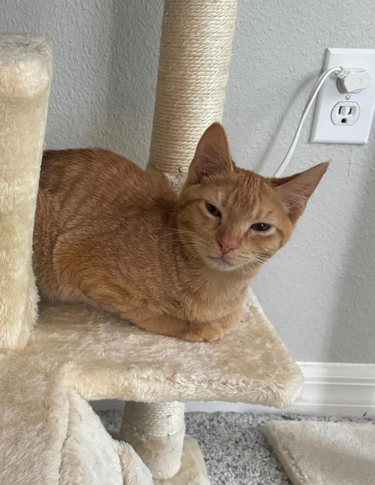 Cheese, Adoptable, Young Male Domestic Short Hair.